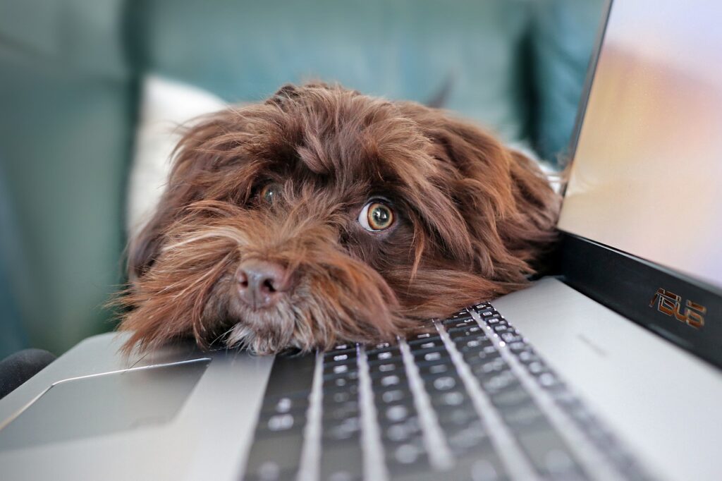 “The dog ate my data” — and other gender pay gap reporting excuses 